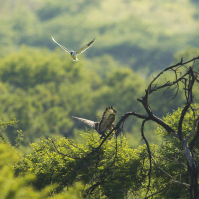 Ndaka safari lodge -birds at Nambiti Big 5 Private game reserve
