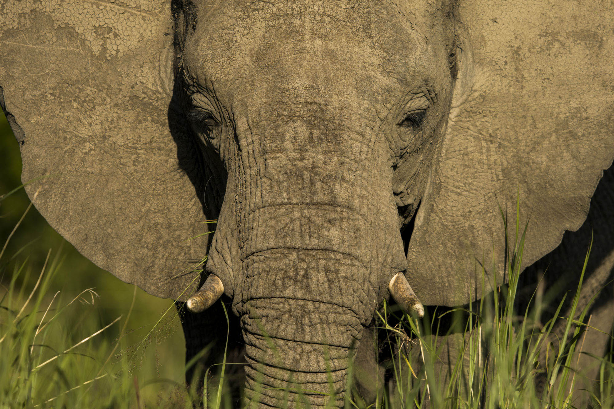 Ndaka safari lodge - elephant at Nambiti Big 5 Private game reserve