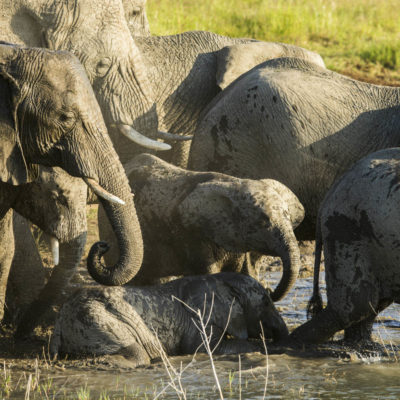 Ndaka safari lodge -elephant at Nambiti Big 5 Private game reserve