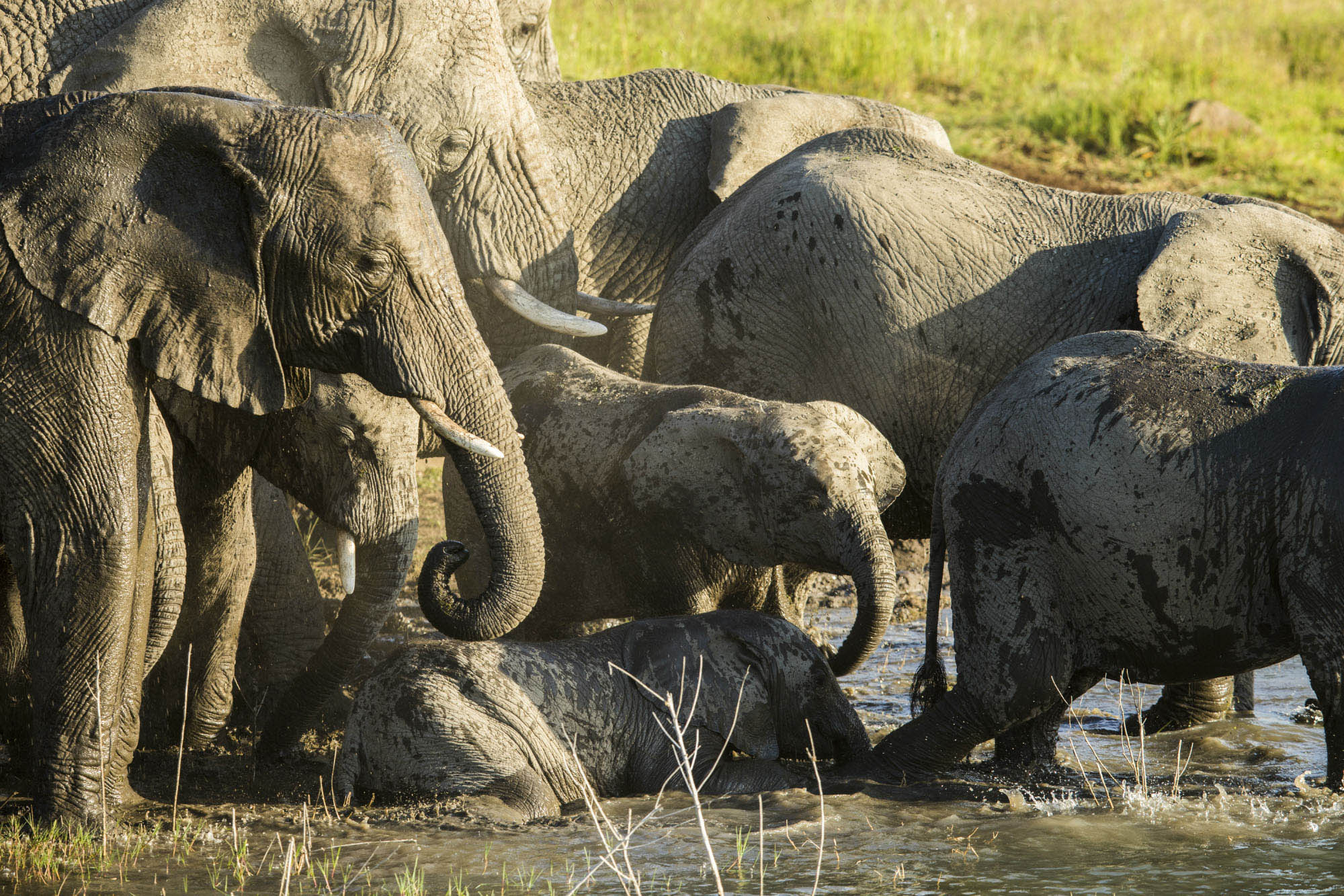Ndaka safari lodge -elephant at Nambiti Big 5 Private game reserve