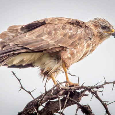 Ndaka safari lodge - bird at Nambiti big 5 private game reserve