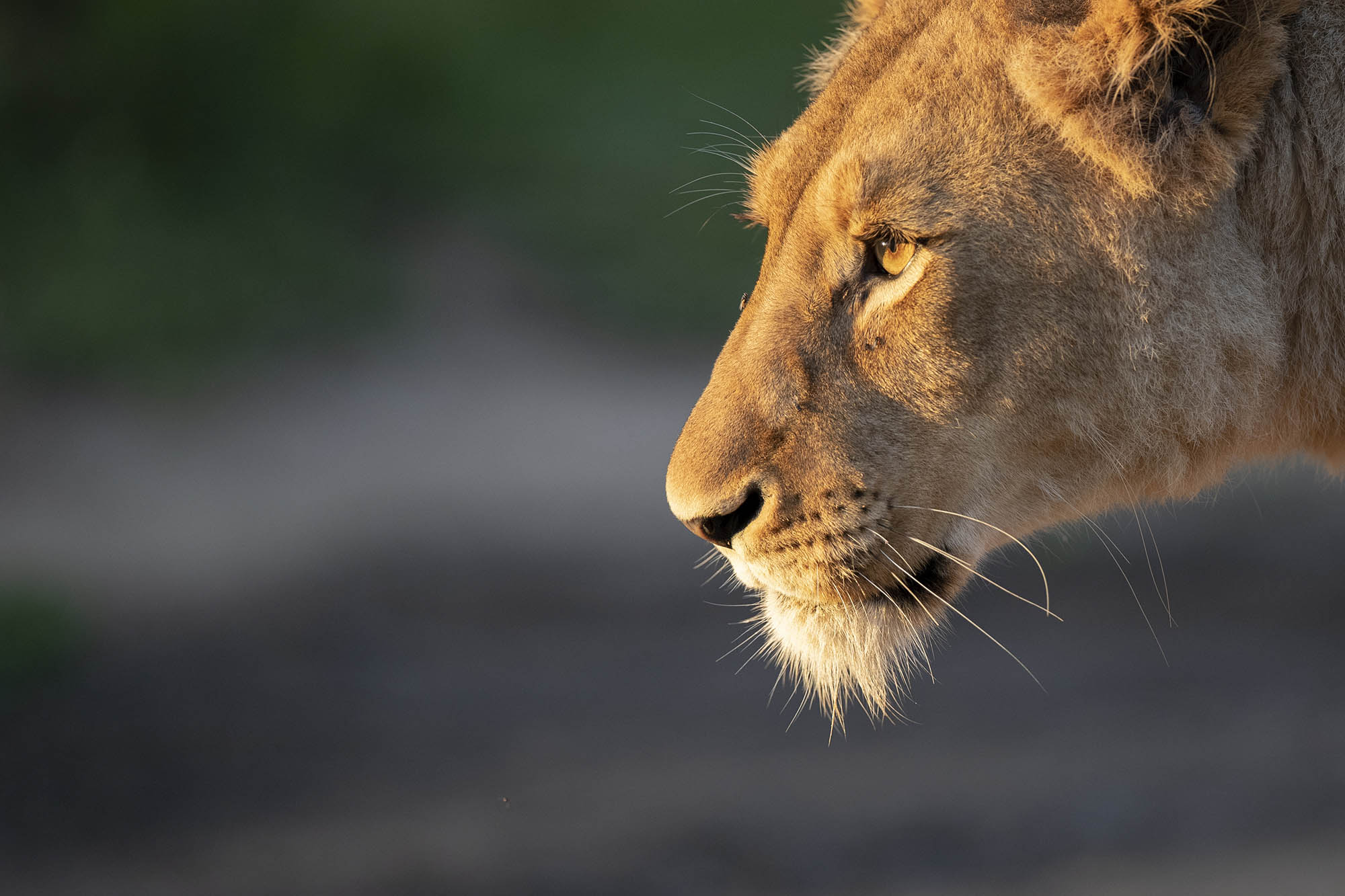 Ndaka safari lodge - lion