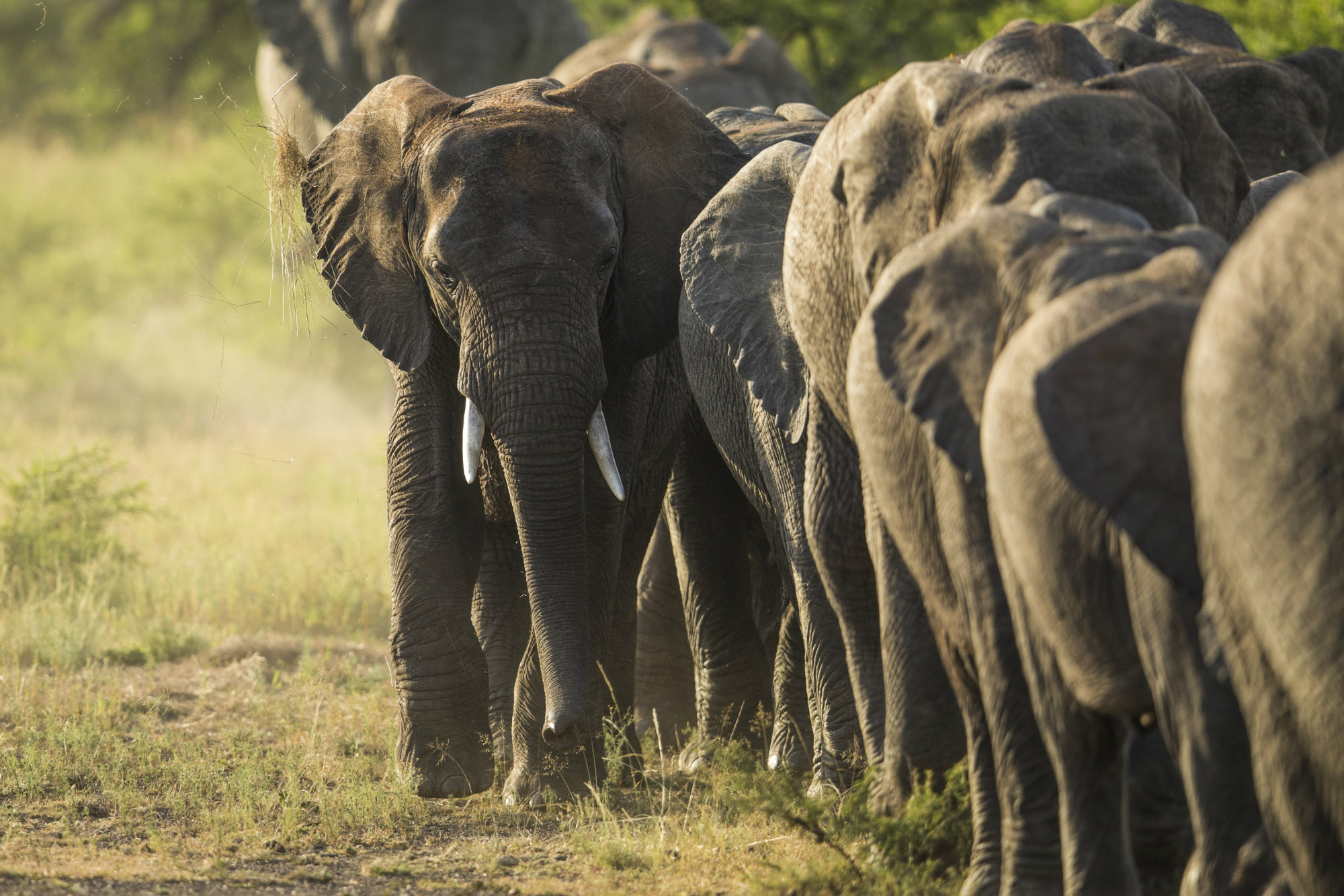 Ndaka safari lodge - elephant
